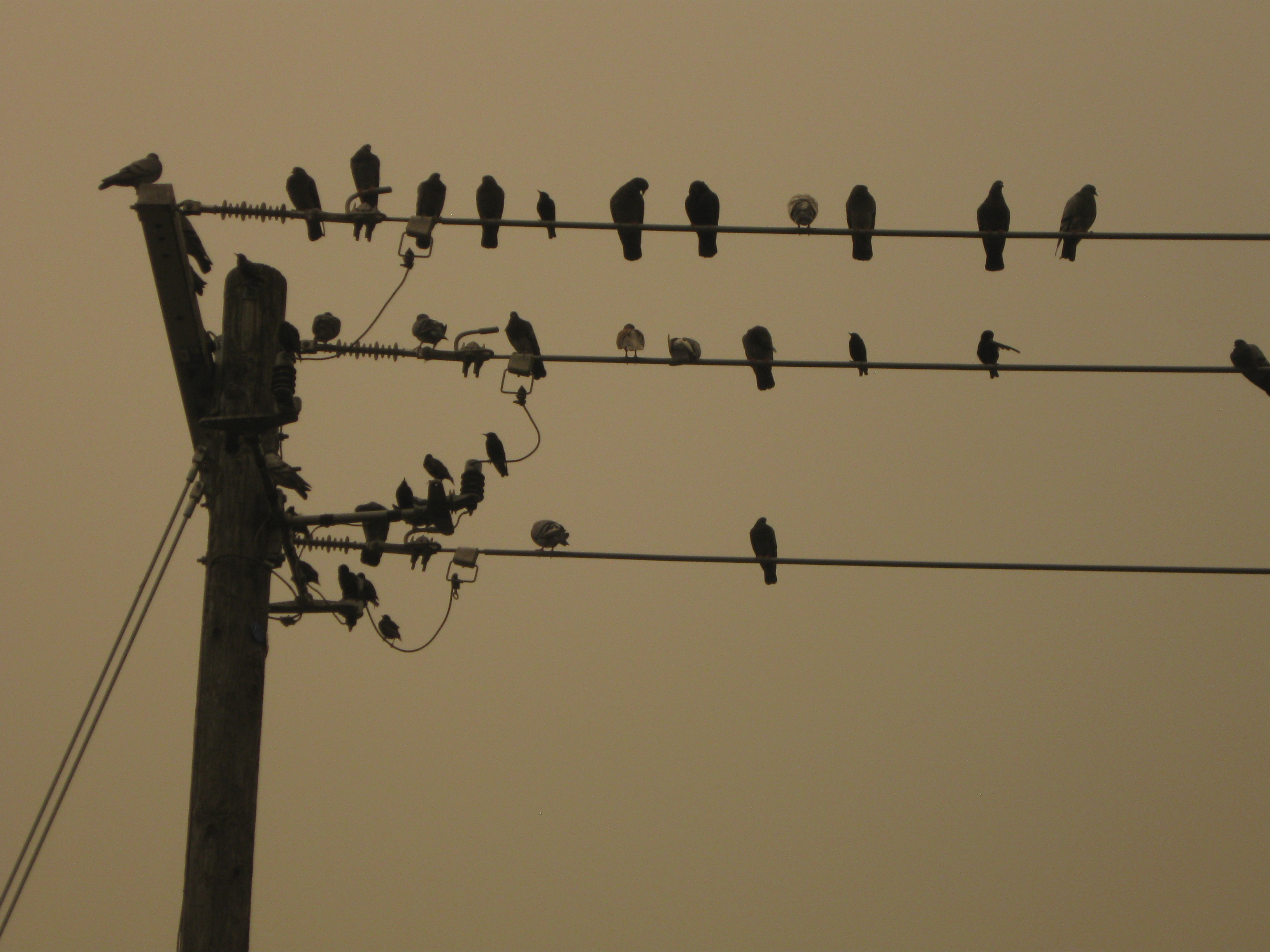 pigeons of DOOOOOOM! sitting on a power line